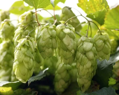 Craft A Custom Beer Garden: Nurturing Hops Turns Out Simple and Satisfying