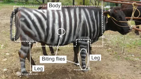Zebra Cows and Teflon Food Claim Tongue-in-Cheek Academic Prizes